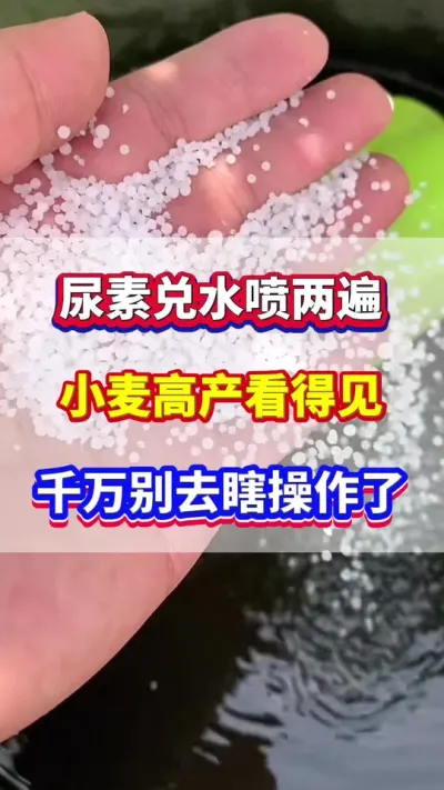 尿素兑水喷两遍，小麦高产看得见？#小麦种植  #小麦高产 #小麦种植管理技术  #分享农业知识帮农产增收