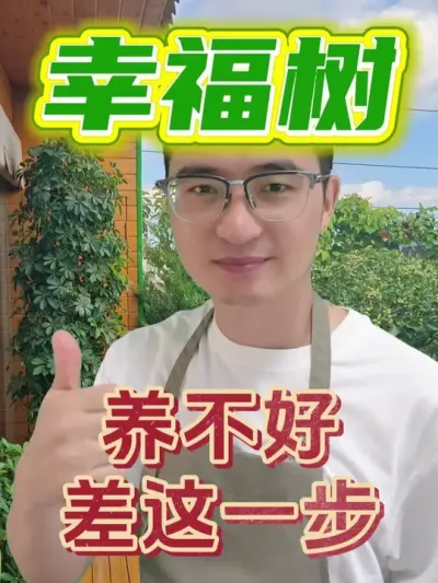 幸褔树养不好，看看是不是这一步没做好！ #养花  #幸福树  #土壤活化剂