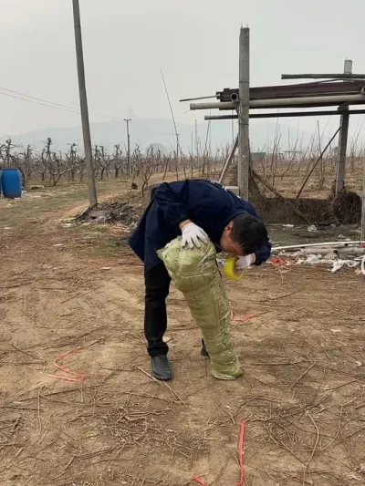 发发接穗、苗子，三四天就开始打清园了#分享农业知识帮农民增产增收 #服务三农支持三农 #自家果园 #传播农业小知识
