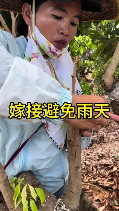 嫁接避免雨天的原因#嫁接技术 #2024新农人计划 #dou来广东百千万 #青dou计划