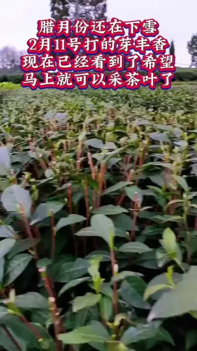 #茶树种植环境 #茶树种植光照要求 #茶树种植技术管理