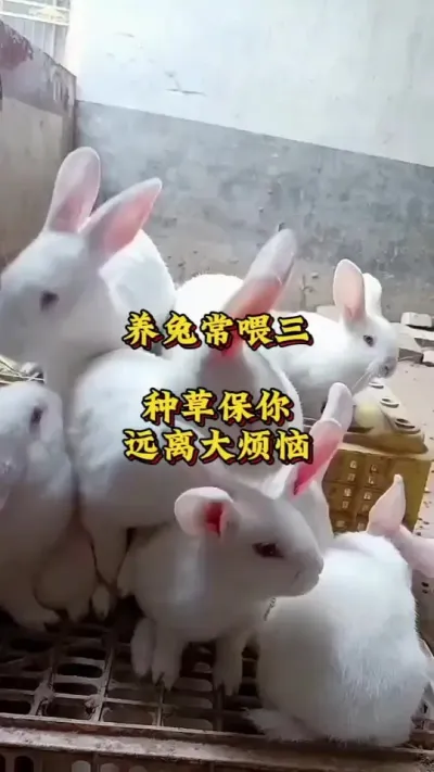 养兔常喂三种草，保你远离大烦恼 #新手养兔 #肉鸽养殖 #兔子 #养兔人#养兔三分靠管理七分靠技术