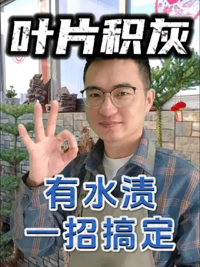 叶片积灰有水渍，教你一招搞定！##养花 #花卉绿植 #叶片清洁