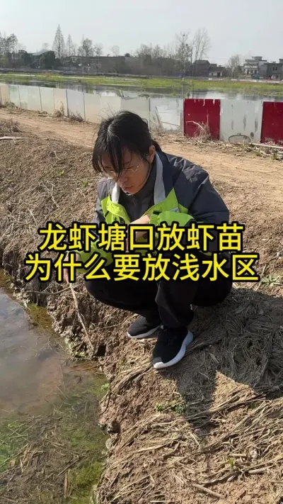 龙虾塘口放虾苗为什么要放浅水区！！！！ #渔多多养殖模式 #河蟹养殖 #三农 #水产养殖 #大闸蟹养殖