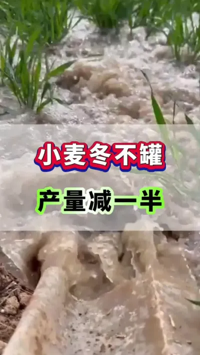 小麦冬不灌，产量减一半！#小麦种植 #小麦浇水 #小麦高产 #小麦种植管理技术