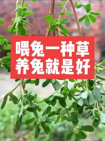 喂兔一种草，养兔就是好 #兔子#养殖#三农#养兔#养兔人