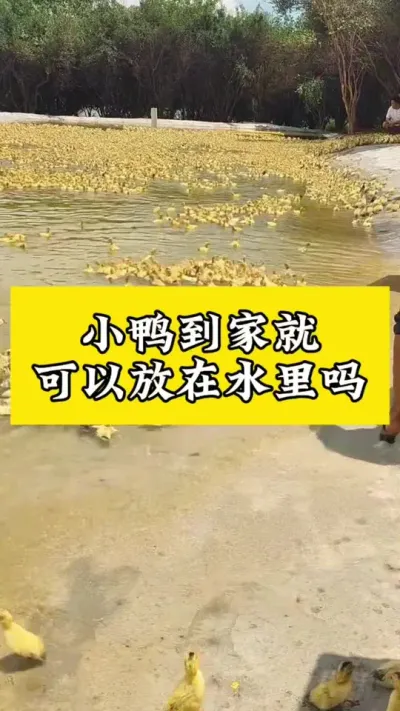 小鸭到家就可以放水里吗#养鸭人 #肉鸭养殖 #禽病技术指导 #养鸭 #番鸭