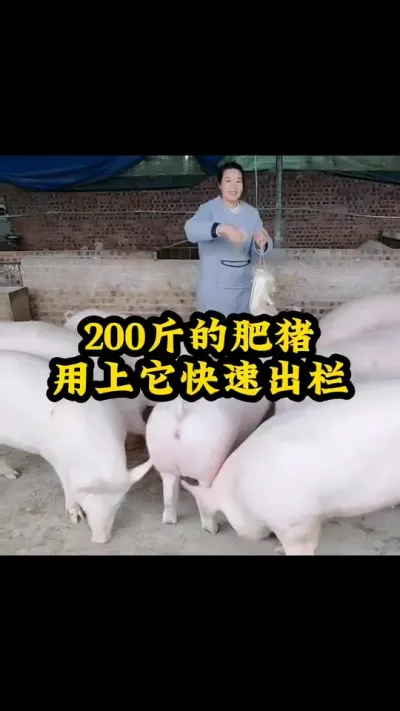 #每天分享养殖技术和经验 #猪喂什么饲料长得最快 #每天分享实战养猪经验 #服务三农支持三农 #农村养猪专业户