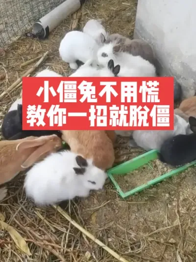 小僵兔不用慌，教你一招就脱僵 #兔子#养兔子#养殖#三农