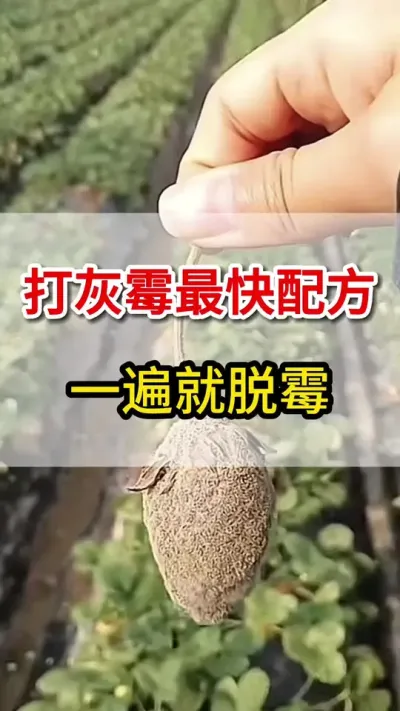 灰霉病大爆发，教你一招就搞定#灰霉病