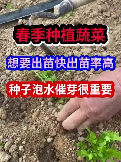 春季种植蔬菜想要出苗快出苗率高种子泡水催芽很重要 #蔬菜种植 #农业种植 #种植小技巧 #三农种植 #分享农业知识帮农民增产增收