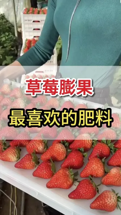 草莓膨果最喜欢的肥料你知道么#草莓🍓 #草莓种植 #草莓肥料