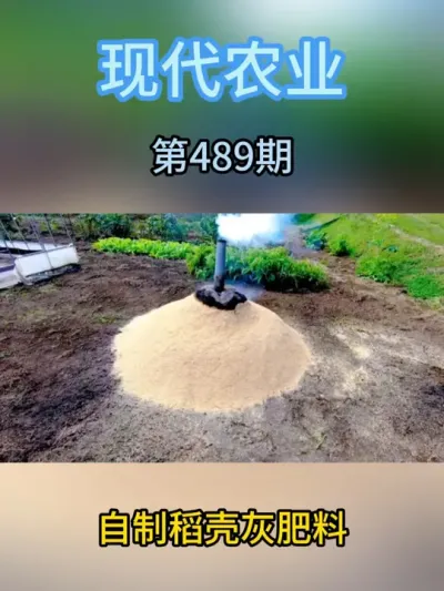 自制稻壳灰做肥料 #稻壳灰 #肥料 #自制肥料 #稻壳 #水稻