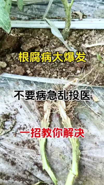 根腐病大爆发，不要着急乱用药，一个配方教你解决#根腐病 #根腐病防治 #根腐克星 #番茄根腐病  #农业种植