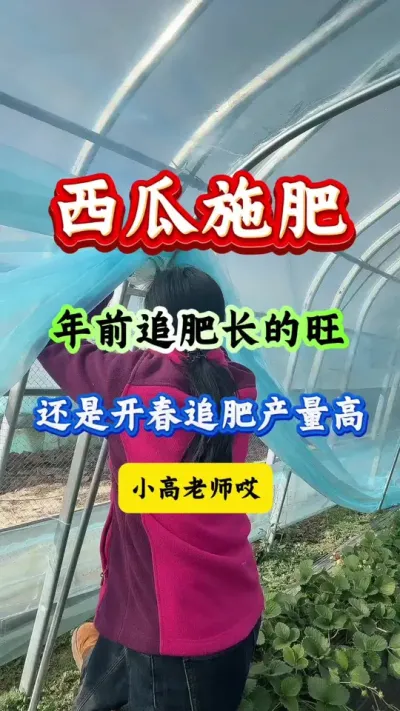 西瓜种植 西瓜施肥年前追肥长的旺还是开春追肥产量高#西瓜种植 #西瓜管理#西瓜病害