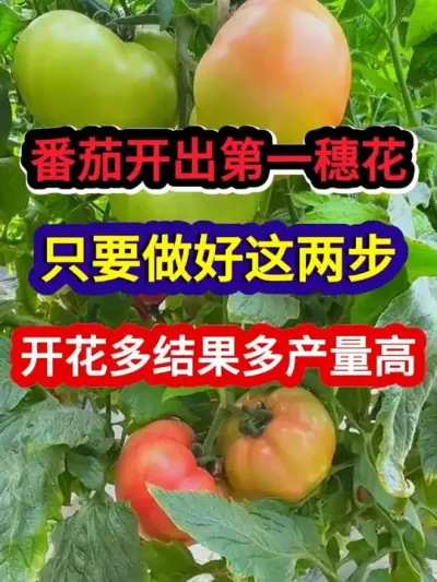 番茄开出第一穗花只要做好这两步开花多结果多产量高 #番茄种植 #三农 #西红柿种植 #农业种植 #种植小技巧
