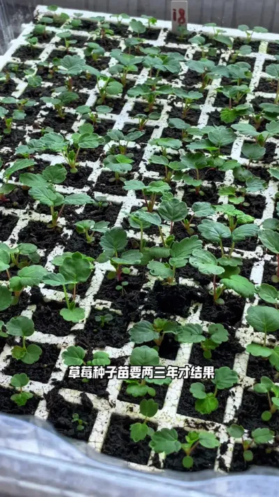 草莓籽播苗培育 看着小苗一天天长大的感觉挺好的#盆栽草莓苗 #记录我的种植生活 #草莓种植管理技术和方法 #三农 #阳台种植