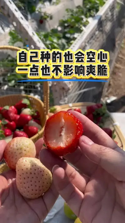 草莓空心品种特性最大因素 你们种过哪些空心的品种呢？#盆栽草莓 #记录我的种植生活 #绿色生态农业 #种植小技巧 #草莓采摘园