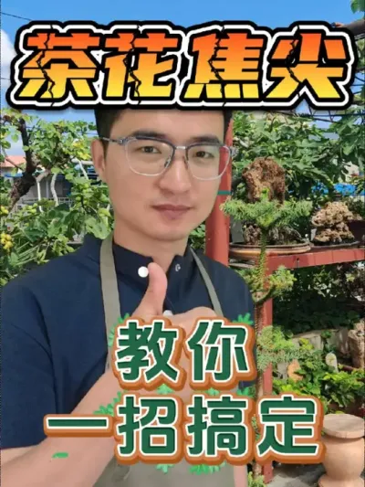 茶花焦尖，教你一招搞定！#养花 #茶花 #焦尖