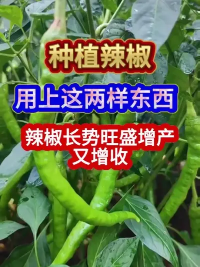 种植辣椒用上这两样东西辣椒长势旺盛增产又增收 #辣椒种植 #农业种植 #种植小技巧 #三农 #分享农业知识帮农民增产增收