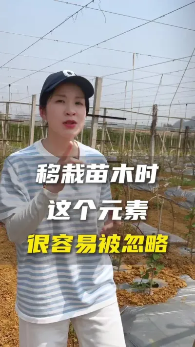 移栽苗木的时候不要忘记补充这个元素哦！#百香果 #抖音助农 #百香果种植技术