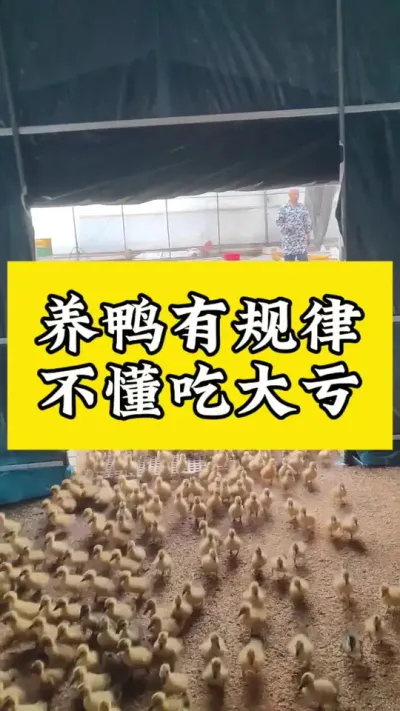 养鸭有规律，不懂吃大亏#肉鸭养殖 #禽病技术指导 #养鸭人#畜禽养殖 #番鸭