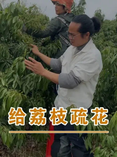 大炮吕给荔枝疏花了#广西灵山荔枝果苗#农业创业#抖音新农人计划2025#吕老师种果苗#广西灵山荔枝果苗