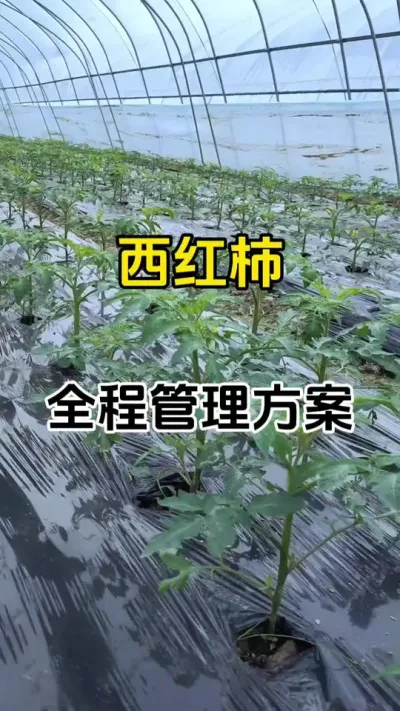 西红柿全程管理方案#西红柿种植 #番茄种植 #农业种植 #抖音助农