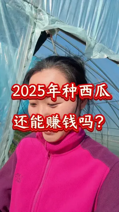西瓜行情 2025年种西瓜还能赚钱吗？#西瓜种植#西瓜行情 #西瓜管理