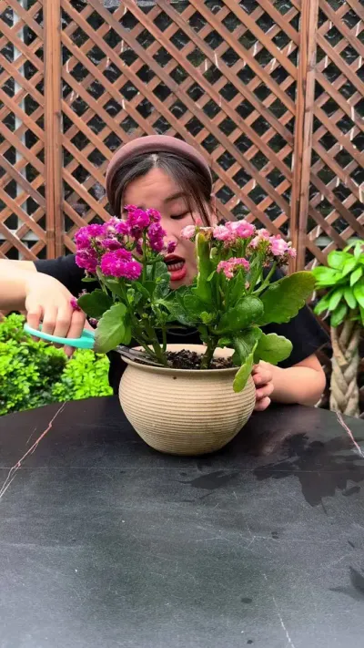 长寿花不要养成老桩，你知道为什么吗？#种植小技巧 #扦插 #长寿花
