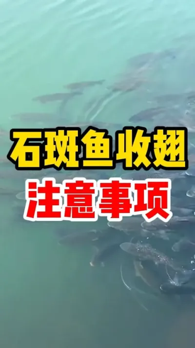 石斑鱼收翅注意事项 #水产养殖 #养鱼日记 #石斑鱼 #养鱼人 #水族
