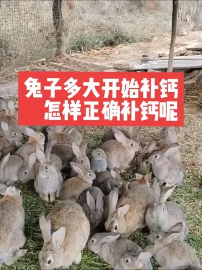 兔子多大开始补钙，怎样正确补钙呢？ #兔子#三农#养殖#养兔子#养兔人