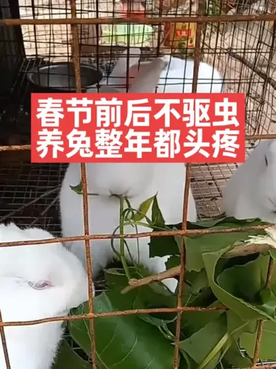 春节前后不驱虫，养兔整年都头疼 #兔子#养殖#三农#养兔子
