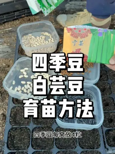 四季豆怎么育苗，四季豆育苗方法 #三农