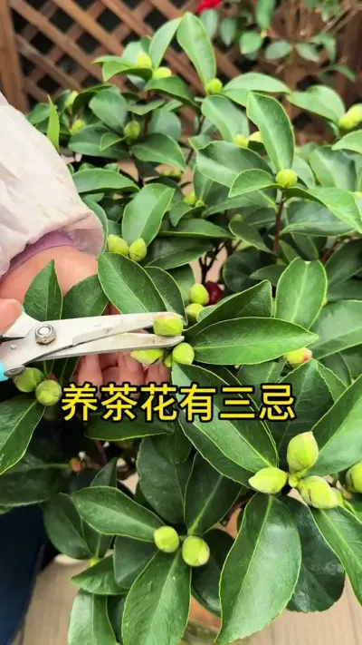 养茶花一定要记住这三忌#茶花#花卉绿植 #养花小知识