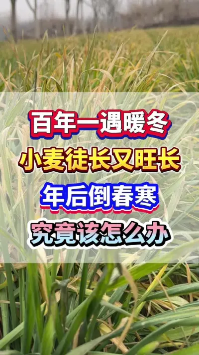 百年一遇暖冬小麦徒长又旺长，年后倒春寒究竟该怎么管理？ #小麦种植  #小麦高产   #分享农业知识帮农产增收 #快手三农耕耘计划
