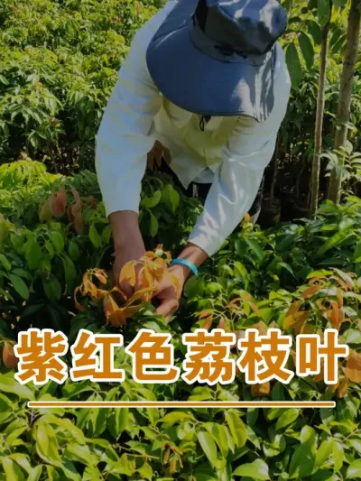 在冬季，荔枝叶长出紫红色嫩叶#广西灵山荔枝果苗#农业创业#抖音新农人计划2025#吕老师种果苗