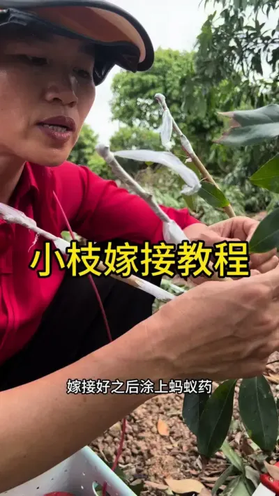 小枝嫁接（贴接）教程#嫁接技术 #2024新农人计划 #dou来广东百千万 #青dou计划