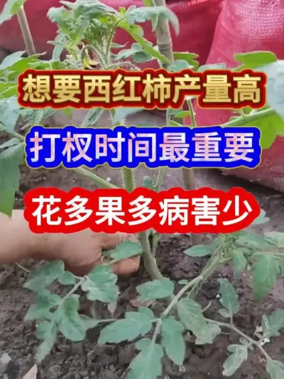 想要西红柿产量高打杈时间最重要花多果多病害少 #番茄种植 #种植小技巧 #农业种植 #服务三农支持三农 #西红柿种植