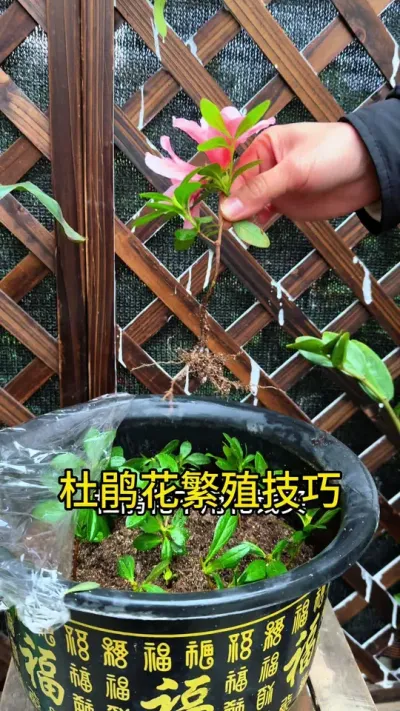 杜鹃花不用花钱买，你就这样剪根枝条扦插就能成活#扦插 #花卉绿植 #种植小技巧