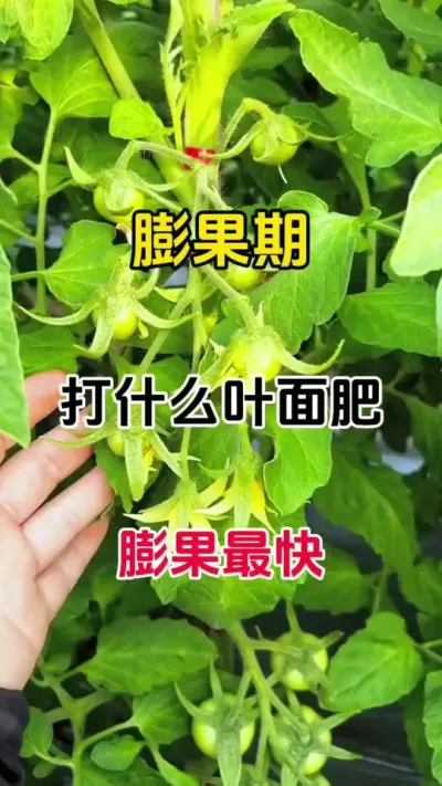 瓜果蔬菜，花谢后膨果期用什么叶面肥，膨果最快，#膨果 #膨果增甜 #膨大果实 #果实膨大秘方 #番茄种植
