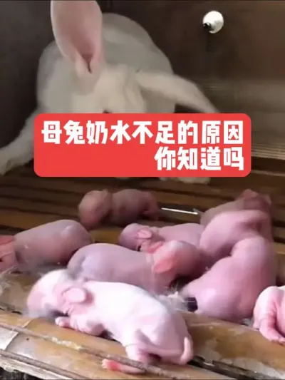 母兔奶水不足的原因，你知道吗？ #三农 #养殖#养兔#兔子#养兔人