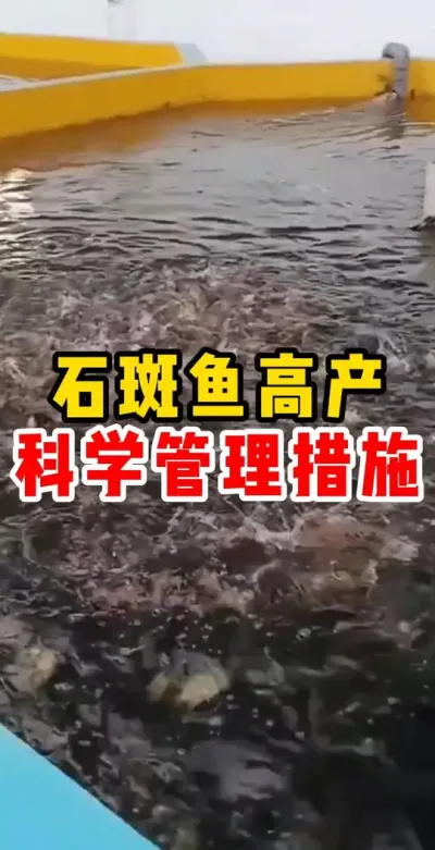 石斑鱼高产科学管理措施 #石斑鱼 #水产养殖 #养鱼日记 #养殖基地 #三农 @抖加🔥上热门🔥dou+🔥热点宝