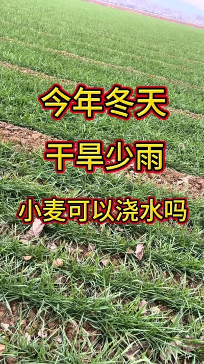 #小麦 #小麦种植管理技术 #三农