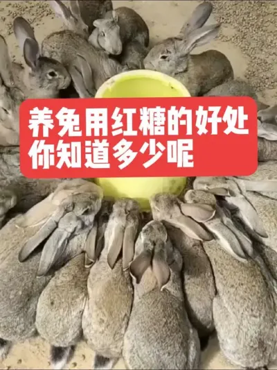 养兔用红糖的好处，你知道多少呢？ #兔子#养兔子#喂兔子#养殖#三农