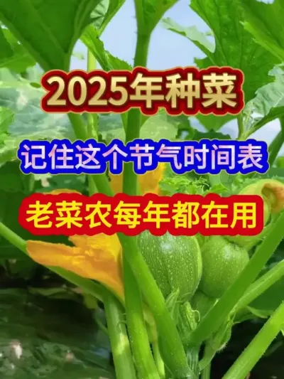 2025年种菜记住这个节气时间表老菜农每年都在用 #种菜时间 #蔬菜种植 #蔬菜种植技术 #蔬菜种植口诀 #农业种植