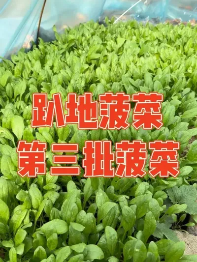 都说趴地菠菜超级好吃，于是把老公垒的鸡窝拆了种菠菜 记录菠菜种植过程#菠菜 #种植小技巧 #强迫症治愈系 #记录我的种植生活 #我的小菜园