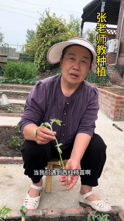育的苗子高教苗怎么办#农业种植 #关注我一起学种菜 #种植小技巧 #三农
