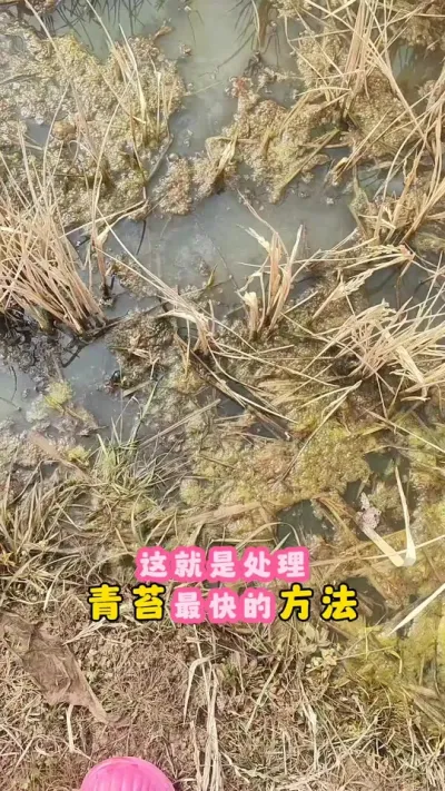 这就是处理青苔的天花板，#大闸蟹养殖 #螃蟹养殖 #河蟹养殖 #三农 #鱼虾蟹养殖 @DOU+小助手