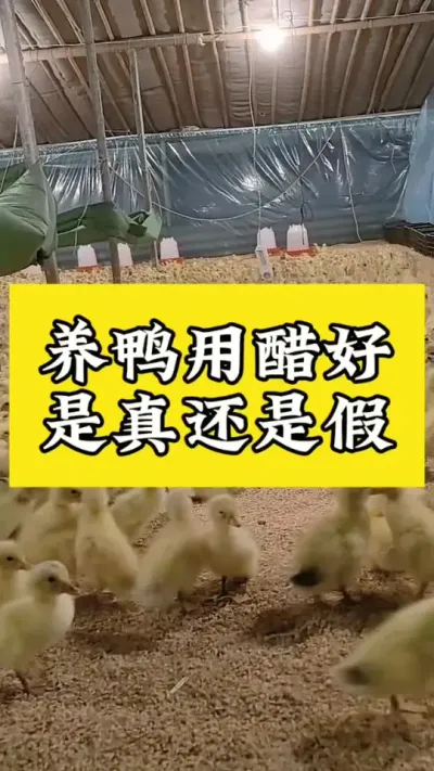 养鸭用醋好，是真还是假#肉鸭养殖 #禽病技术指导 #养鸭人#养殖养鸭 #科学养鸭流程